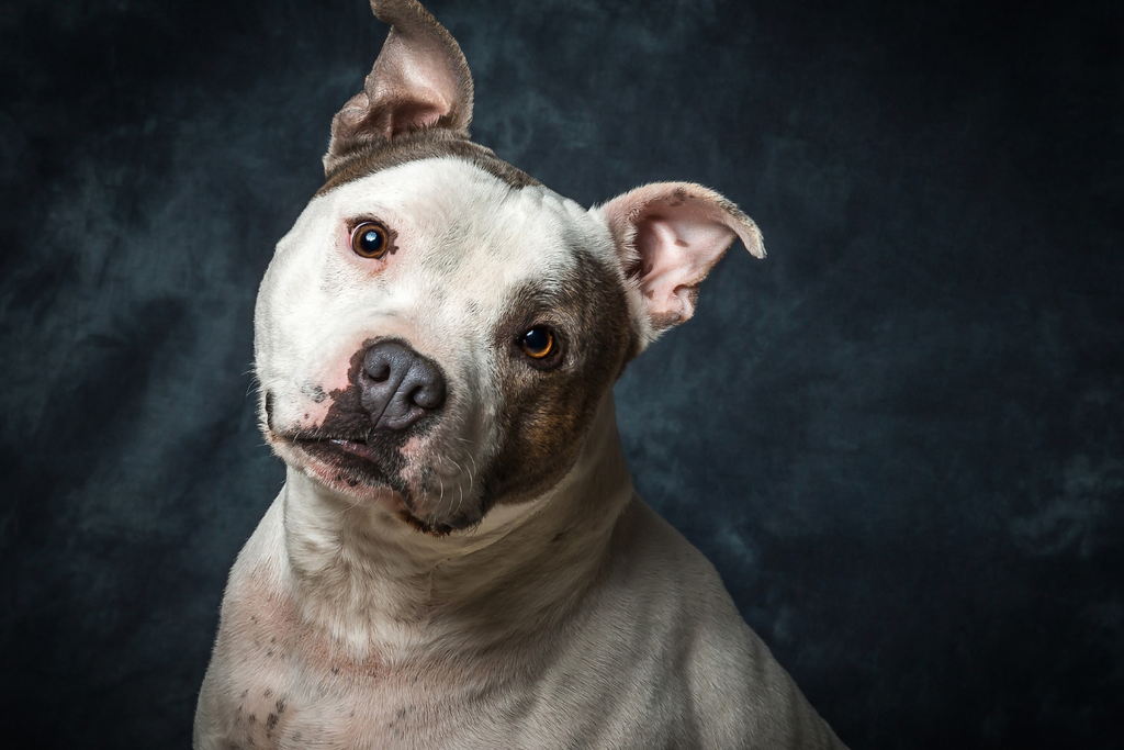 Staffordshire Bull Terrier: a gentle and affectionate dog