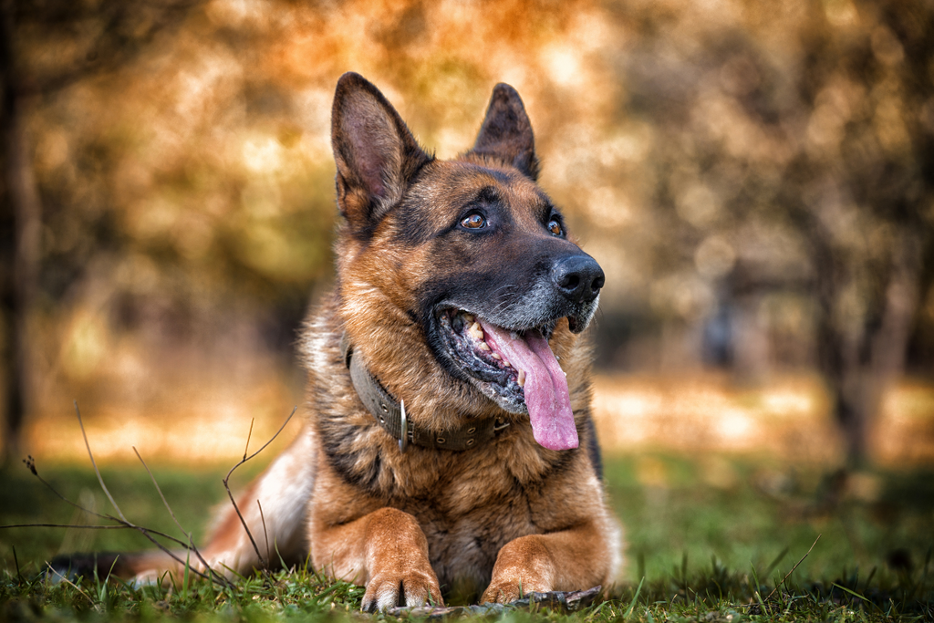 German Shepherd: Loyal and Courageous