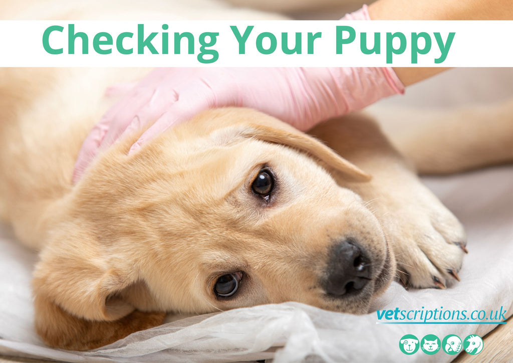 Checking Your Puppy, Grooming & Hygiene