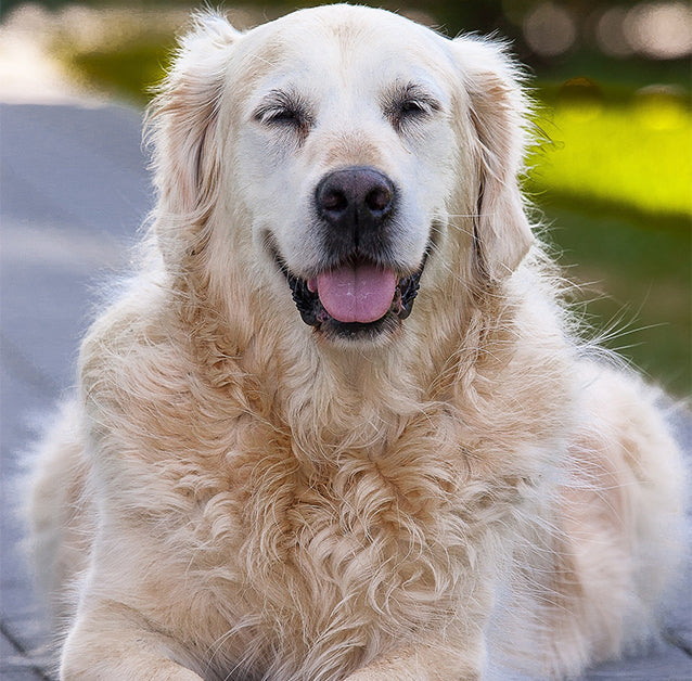 Canine Osteorthritis