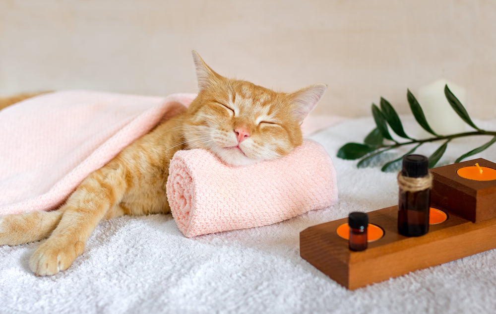 Cat Healthcare Tips and Advice: Common Problems