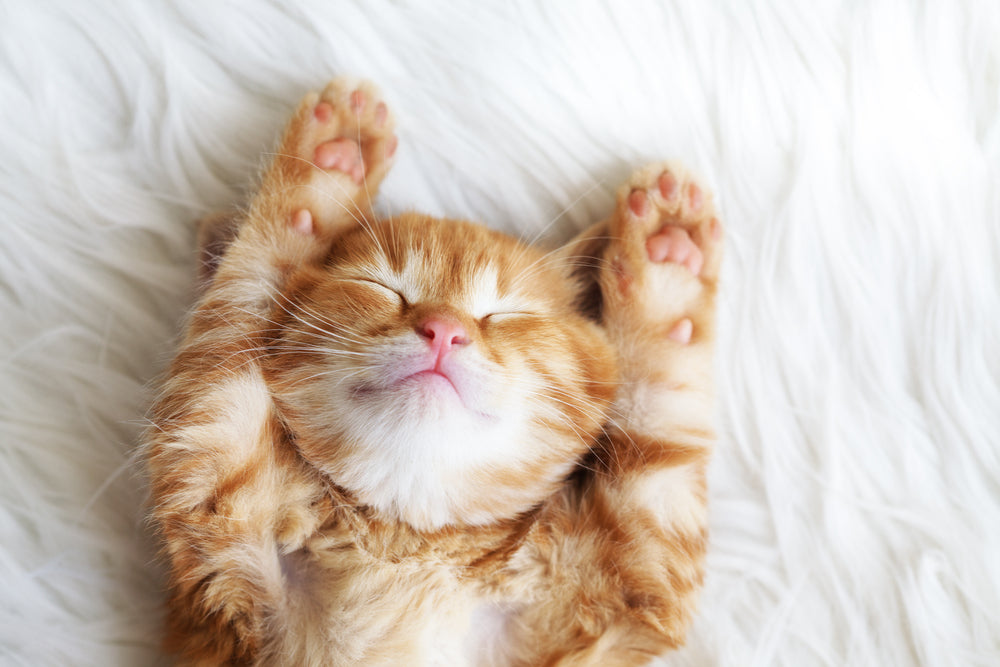 Cats and Sleep: Your Guide to Your Cat’s Sleep Behaviour