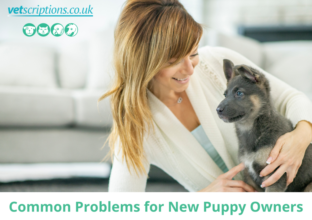 Common Problems for New Puppy Owners