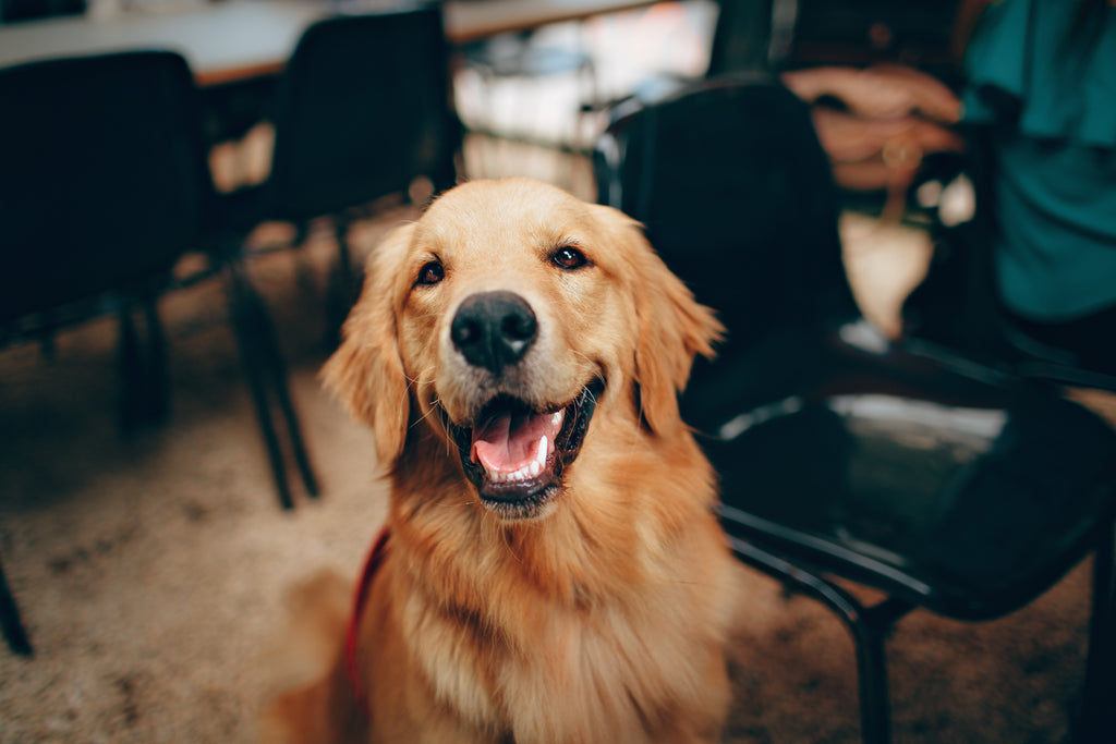 Dealing With Pet Anxiety During and After Lockdown