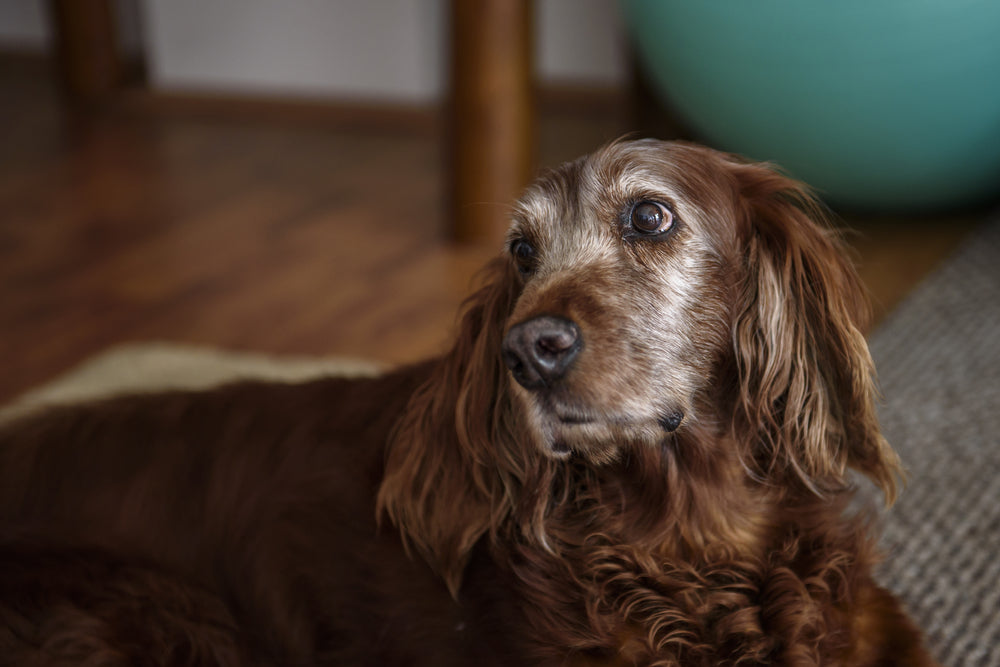 How to Help a Dog with Arthritis at Home