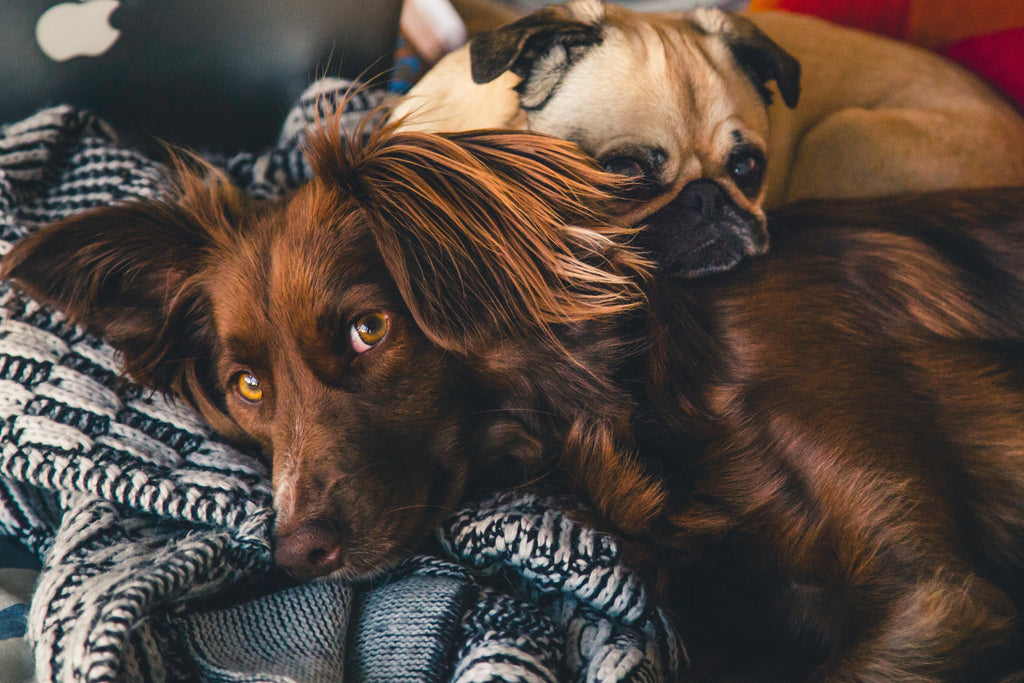 Our Tips To Keep Your Pets Safe As Lockdown Eases