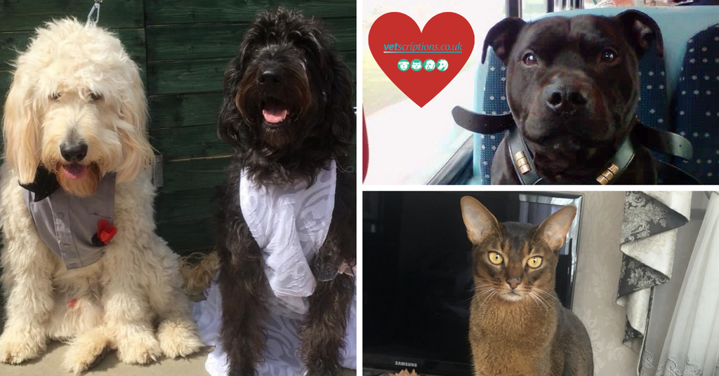 Valentine's Pet Photo Competition