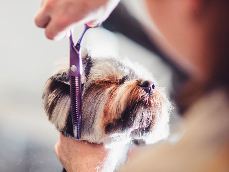 Washing Grooming Your Pet