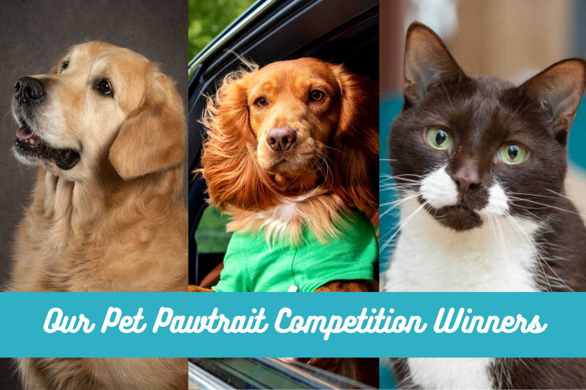 Order vet cheap meds online